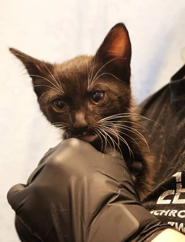 Znaleziono kota, Łódź, 19 lipca 2025 (1/4)