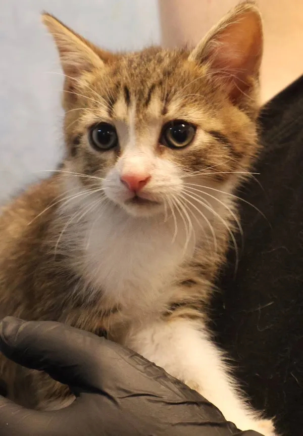 Znaleziono kota, Łódź, 19 lipca 2025 (1/4)