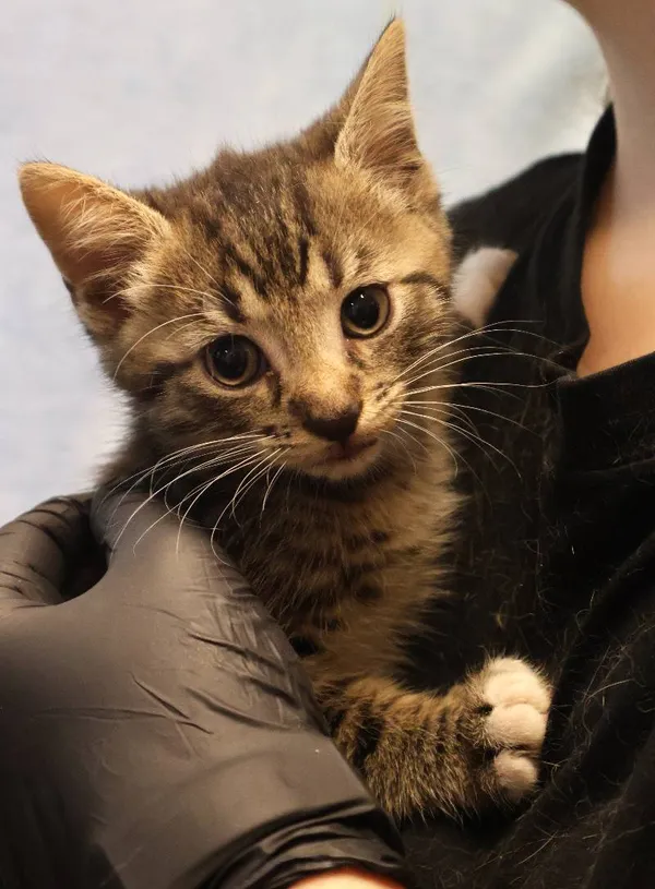 Znaleziono kota, Łódź, 19 lipca 2025 (1/3)