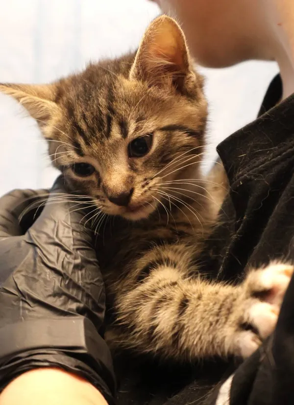 Znaleziono kota, Łódź, 19 lipca 2025 (2/3)