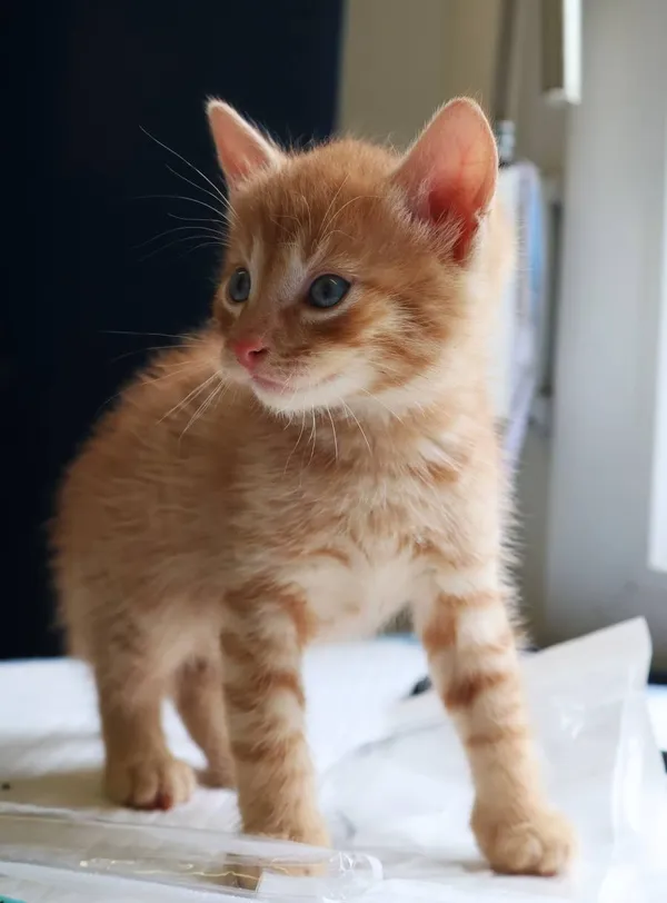 Znaleziono kota, Łódź, 19 lipca 2025 (2/4)