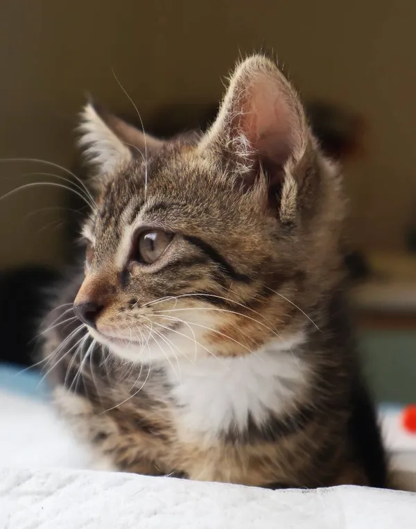 Znaleziono kota, Łódź, 19 lipca 2025 (4/5)