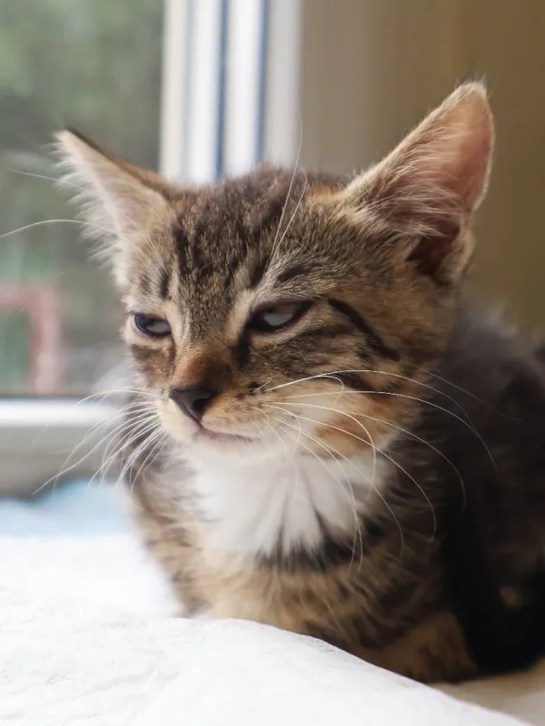 Znaleziono kota, Łódź, 19 lipca 2025 (5/5)