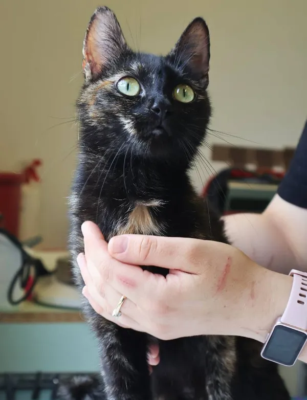 Znaleziono kota, Łódź, 19 lipca 2025 (1/5)