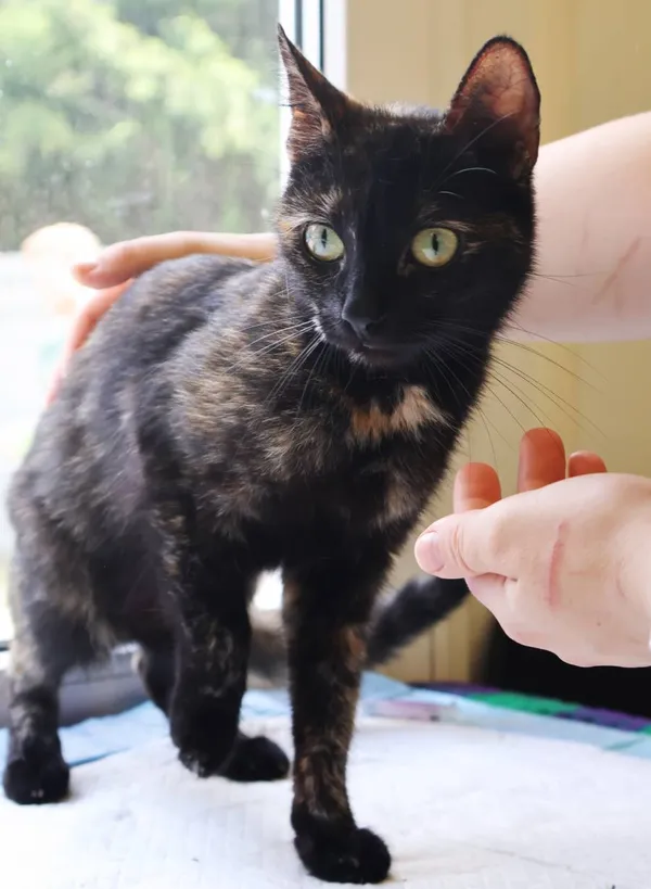 Znaleziono kota, Łódź, 19 lipca 2025 (2/5)