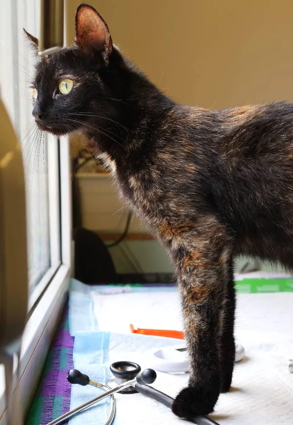 Znaleziono kota, Łódź, 19 lipca 2025 (3/5)