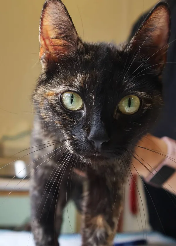 Znaleziono kota, Łódź, 19 lipca 2025 (4/5)