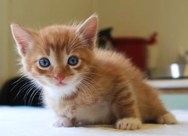 Znaleziono kota, Łódź, 19 lipca 2025 (3/5)