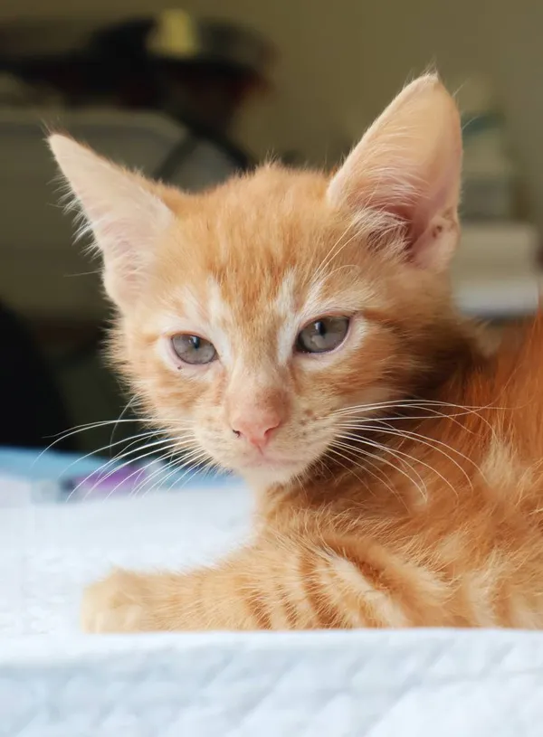 Znaleziono kota, Łódź, 19 lipca 2025 (2/5)