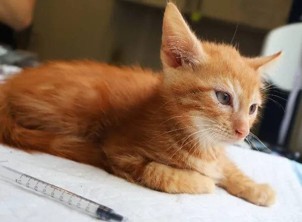 Znaleziono kota, Łódź, 19 lipca 2025 (3/5)