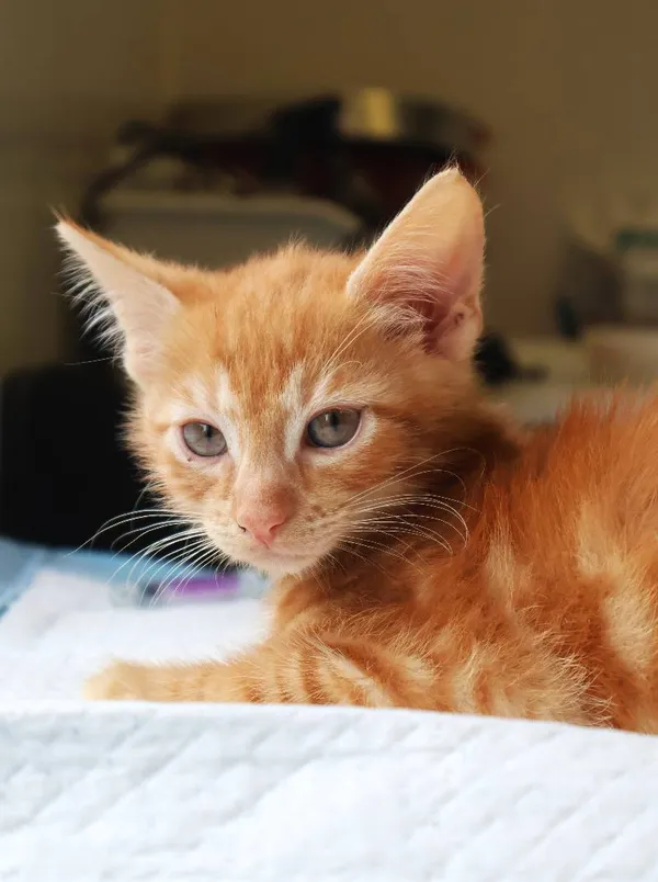 Znaleziono kota, Łódź, 19 lipca 2025 (4/5)