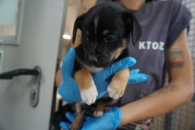 Pies do adopcji, Kraków, 16 lipca 2025