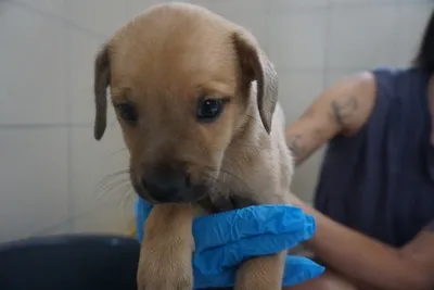 Pies do adopcji, Kraków, 16 lipca 2025