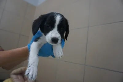 Pies do adopcji, Kraków, 17 lipca 2025