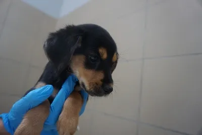 Pies do adopcji, Kraków, 17 lipca 2025