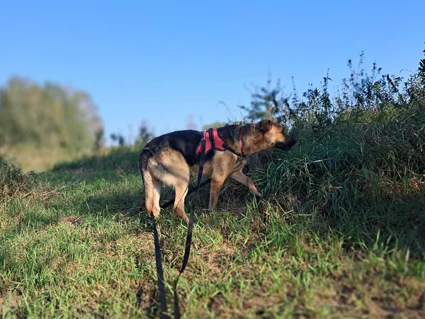 Pies do adopcji, Tatary, 2 września 2024 (3/3)