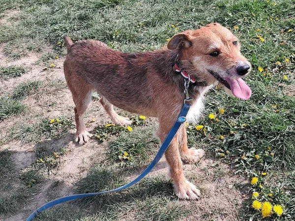 Pies do adopcji, Tatary, 8 kwietnia 2014 (2/2)