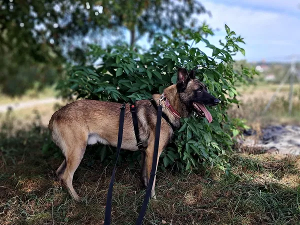 Pies do adopcji, Tatary, 13 sierpnia 2024 (2/3)