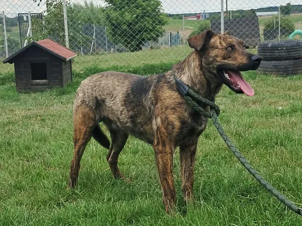 Pies do adopcji, Tatary, 21 maja 2024 (2/3)