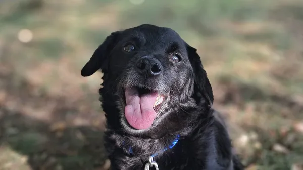 Pies do adopcji, Tatary, 29 kwietnia 2024 (1/3)