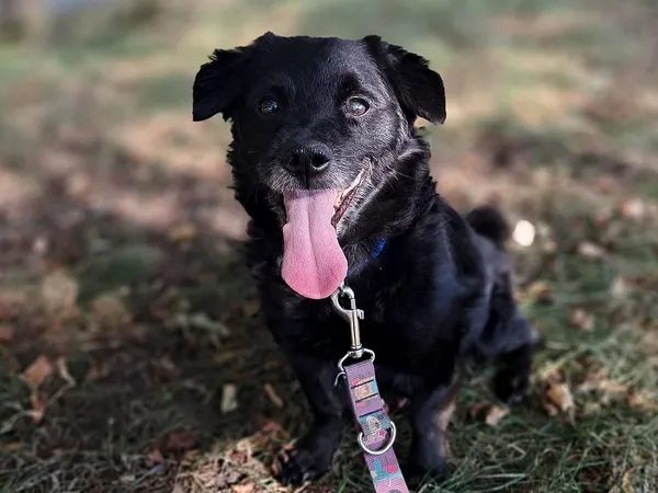 Pies do adopcji, Tatary, 29 kwietnia 2024 (2/3)