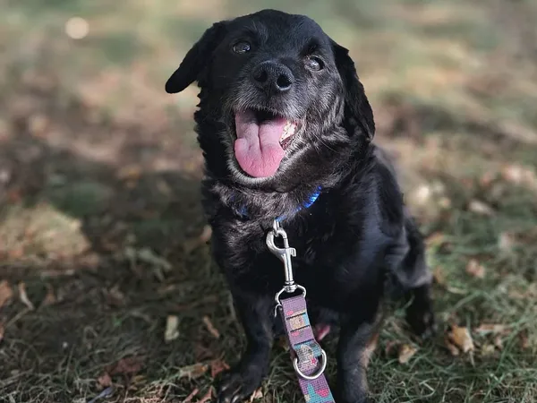 Pies do adopcji, Tatary, 29 kwietnia 2024 (3/3)