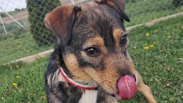 Pies do adopcji, Tatary, 27 marca 2024 (1/2)