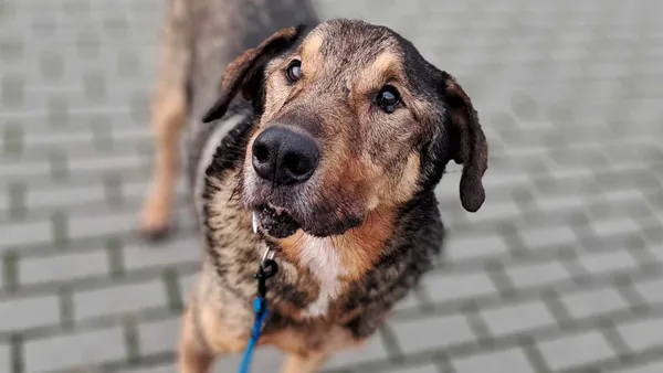 Pies do adopcji, Tatary, 14 maja 2018 (1/4)