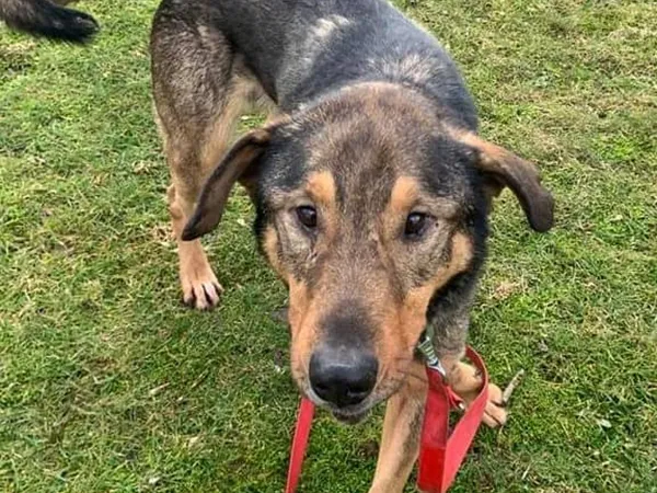 Pies do adopcji, Tatary, 14 maja 2018 (2/4)