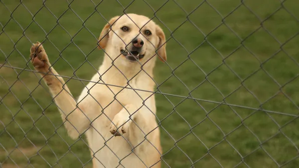 Pies do adopcji, Tatary, 24 sierpnia 2024 (1/3)