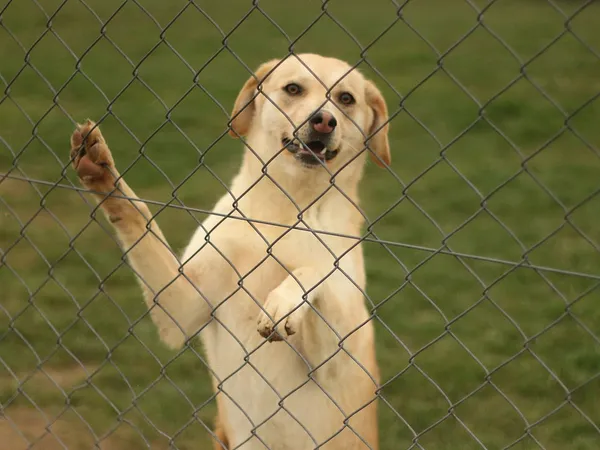 Pies do adopcji, Tatary, 24 sierpnia 2024 (2/3)