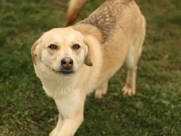 Pies do adopcji, Tatary, 24 sierpnia 2024 (3/3)