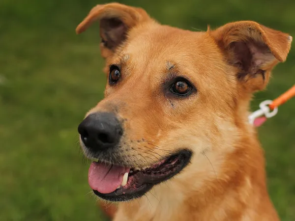 Pies do adopcji, Tatary, 17 września 2021 (3/5)