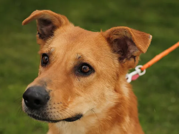 Pies do adopcji, Tatary, 17 września 2021 (4/5)