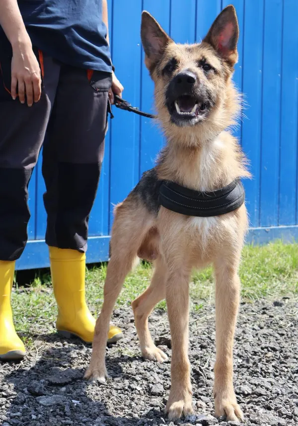 Znaleziono psa, Łódź, 19 lipca 2025 (2/5)