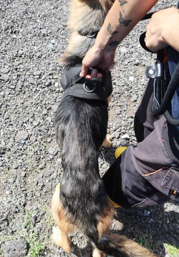 Znaleziono psa, Łódź, 19 lipca 2025 (5/5)