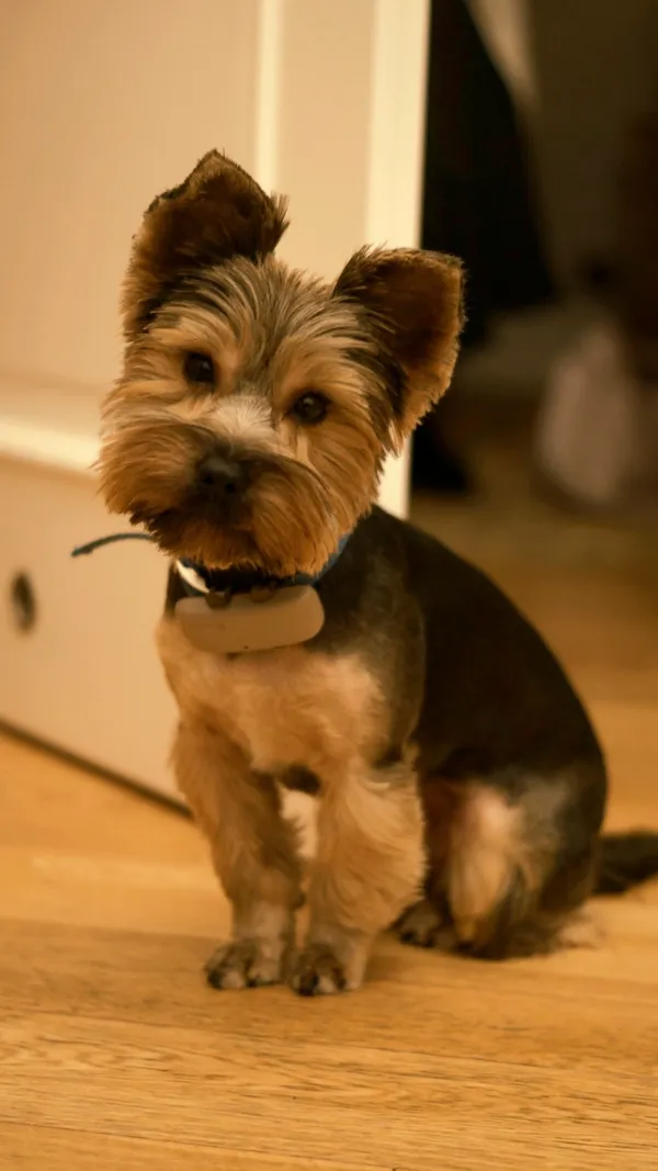 Znaleziono psa, Lubcz, 20 lipca 2025