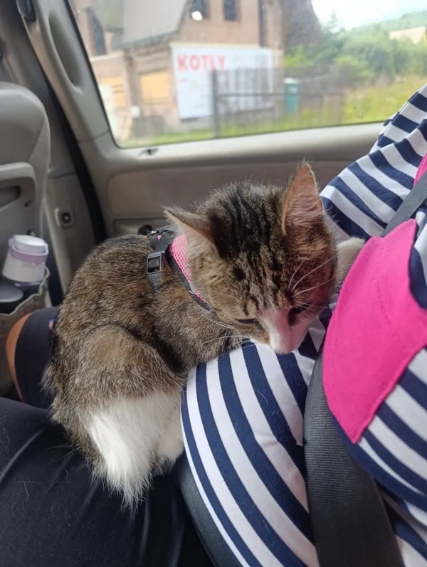 Zaginął kot, Pewel Wielka, 20 lipca 2025 (2/2)