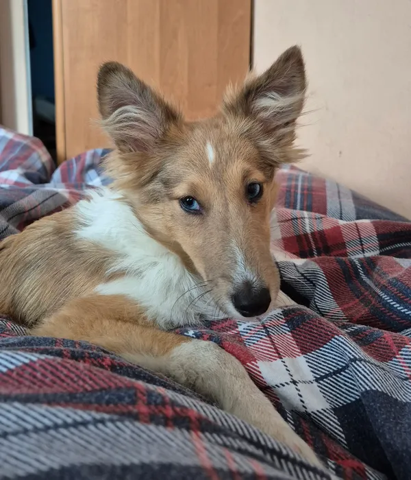 Zaginął pies, Dąbrowa Górnicza, 21 lipca 2025