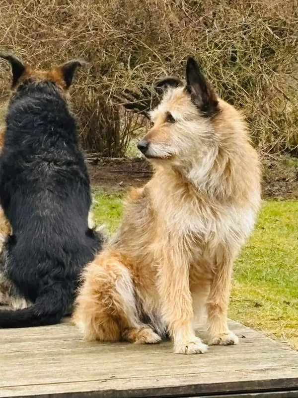 Zaginął pies, Dobra, 21 lipca 2025 (2/3)