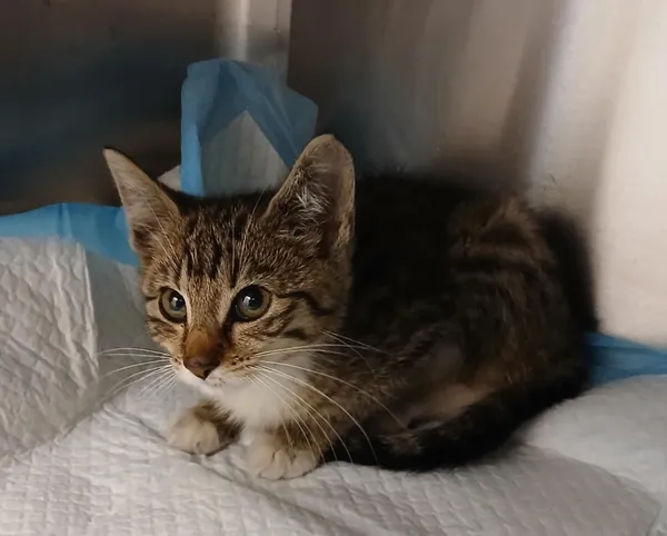 Kot do adopcji, Włocławek, 19 lipca 2025 (1/3)