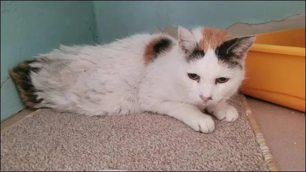 Znaleziono kota, Grudziądz, 20 lipca 2025