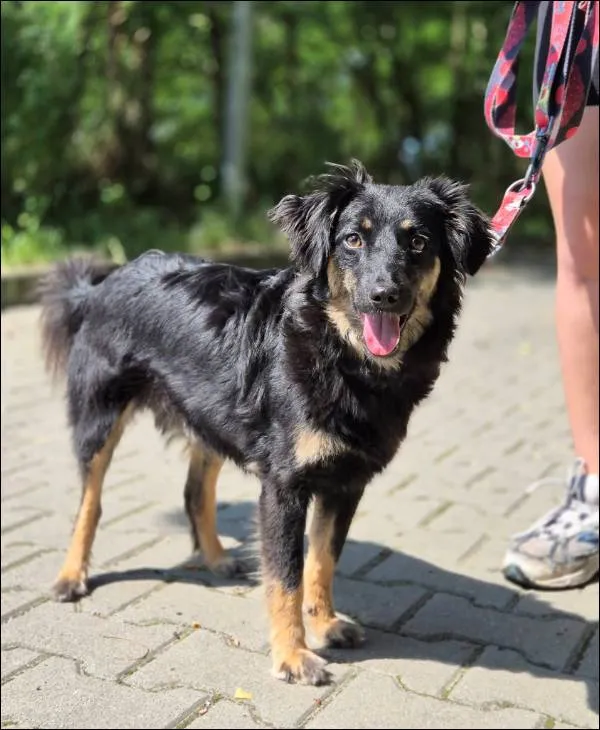 Znaleziono psa, Grudziądz, 24 stycznia 2025