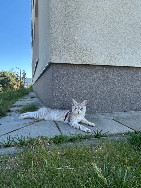 Zaginął kot, Polska Nowa Wieś, 21 lipca 2025 (1/3)