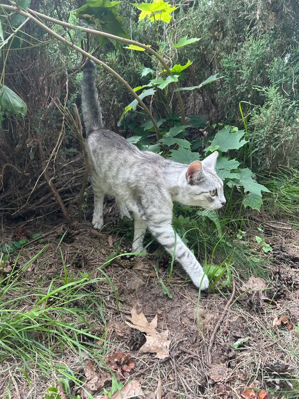 Zaginął kot, Polska Nowa Wieś, 21 lipca 2025 (2/3)