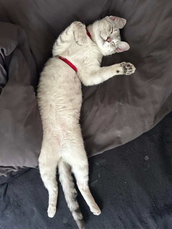 Zaginął kot, Polska Nowa Wieś, 21 lipca 2025 (3/3)