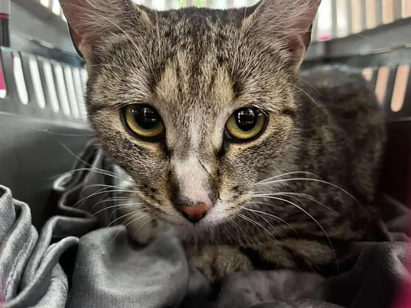 Znaleziono kota, Toruń, 18 lipca 2025