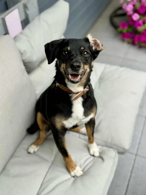 Pies do adopcji, Piła, 6 lipca 2025 (1/2)