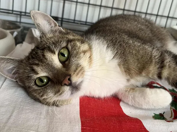 Znaleziono kota, Sosnowiec, 19 lipca 2025 (2/2)