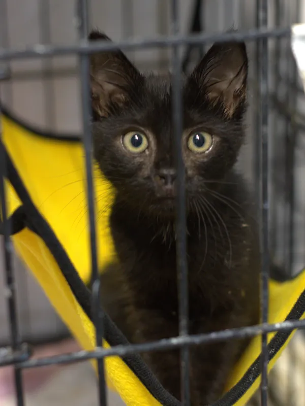 Znaleziono kota, Sosnowiec, 18 lipca 2025 (1/3)